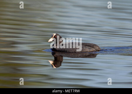 Eurasischen Blässhuhn (Fulica atra) Schwimmen in einem See im Naturschutzgebiet Moenchbruch in der Nähe von Frankfurt, Deutschland. Stockfoto