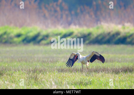 Ein Weißstorch (Ciconia ciconia) auf einer Wiese im Naturschutzgebiet Moenchbruch in der Nähe von Frankfurt, Deutschland. Stockfoto
