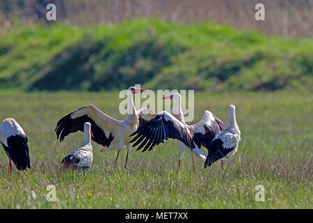 Eine Gruppe der Weißstörche (Ciconia ciconia) auf einer Wiese im Naturschutzgebiet Moenchbruch in der Nähe von Frankfurt, Deutschland. Stockfoto