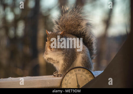 Foto von einem Eichhörnchen am frühen Morgen, auf einem Telezoom-objektiv erfasst. Stockfoto