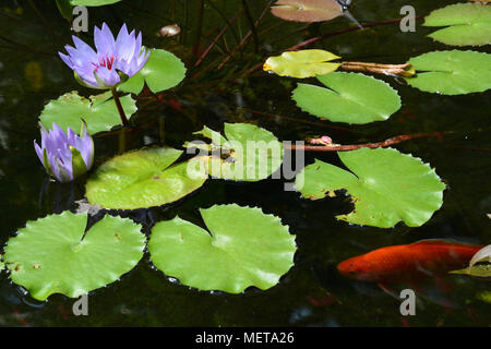 Lila Lotus Blume in einem Koi Teich im Wintergarten Gewächshaus. Stockfoto