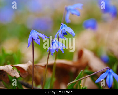 Sibirische squills. Native zur südwestlichen Russland, Türkei und Caucausus. Invasive in Nordamerika. Stockfoto