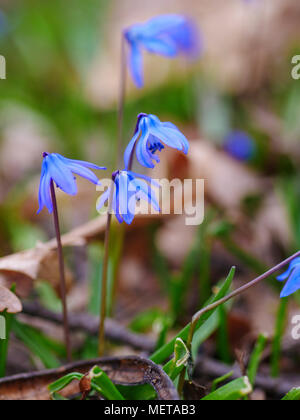 Sibirische squills. Native zur südwestlichen Russland, Türkei und Caucausus. Invasive in Nordamerika. Stockfoto