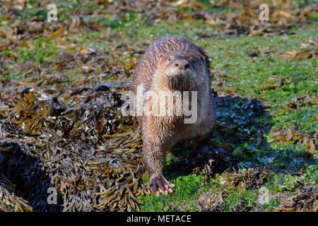 Wild North American River Fischotter (Lontra canadensis) auf seetang auf einem Strand in Nanaimo, British Columbia. Stockfoto