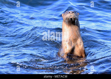 Wild North American River Fischotter (Lontra canadensis) im Ozean in der Nähe von Nanaimo, British Columbia. Stockfoto