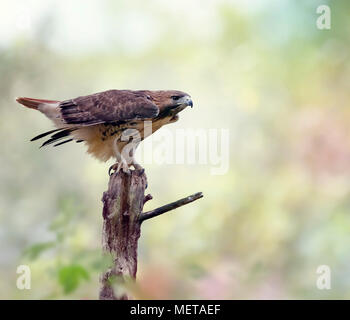 Red-tailed Hawk (Buteo Jamaicensis) sitzt auf einem Log Stockfoto