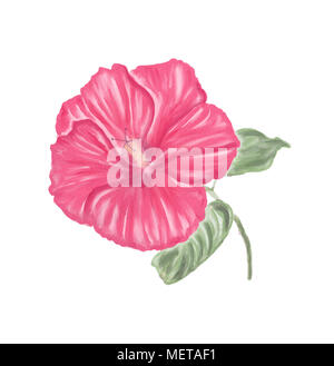 Red Hibiscus Blume Aquarell auf weißem Hintergrund Stockfoto