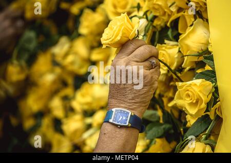 Barcelona, Spanien. 23 Apr, 2018. Menschen haben eine gelbe Rose auf einer symbolischen Mauer in Unterstützung des Inhaftierten und Katalanische pro-Exil Unabhängigkeit Politiker auf Saint George's Tag, Schutzpatron Kataloniens saint, die auch als 'Tag der Rose' in Katalonien bekannt. Credit: Matthias Oesterle/Alamy leben Nachrichten Stockfoto