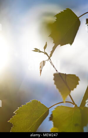 Nahaufnahme von Birke Blätter an einem sonnigen Frühlingstag Stockfoto