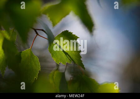 Nahaufnahme von Birke Blätter an einem sonnigen Frühlingstag Stockfoto