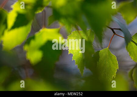 Nahaufnahme von Birke Blätter an einem sonnigen Frühlingstag Stockfoto