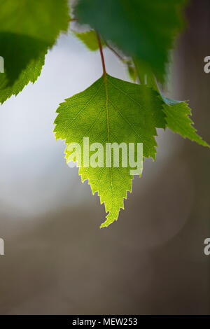 Nahaufnahme von Birke Blätter an einem sonnigen Frühlingstag Stockfoto