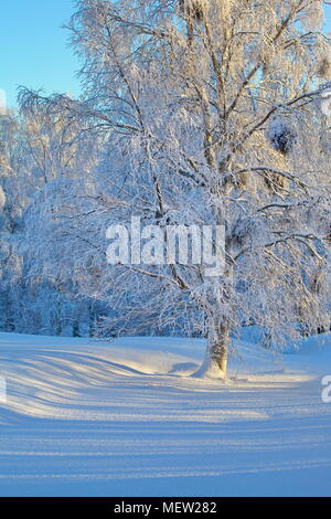 Die zarten Zweigen einer Birke (Betula sp.) sind mit Schnee an einem kalten sonnigen Wintertag abgedeckt. Stockfoto