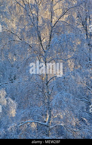 Die zarten Zweigen einer Birke (Betula sp.) sind mit Schnee an einem kalten sonnigen Wintertag abgedeckt. Stockfoto