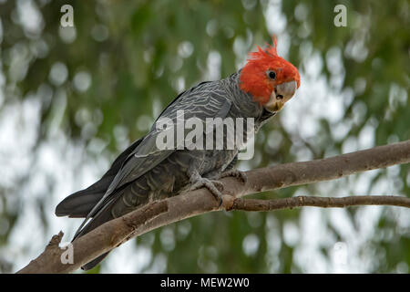 Gang-Bande Kakadu, Callocephalon fimbriatum an Doreen, Victoria, Australien Stockfoto