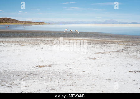 Rosa Flamingos in salzigen flache Lagune, Salar de Uyuni, Bolivien Stockfoto