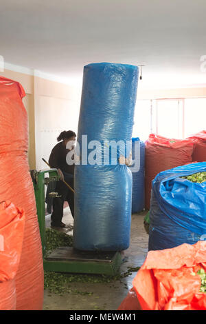 Arbeitnehmer Bewegen von großen Sack voller Coca Blätter an der Kokablätter Depot in Chulumani. Oktober 14, 2012-Sud Yungas, Bolivien Stockfoto