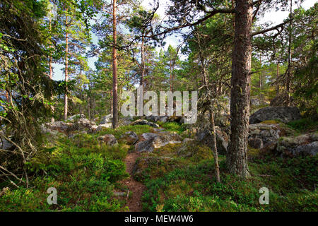 Ein Waldweg führt über felsigen Boden durch den Küstenwald in Schweden Kiefer Stockfoto