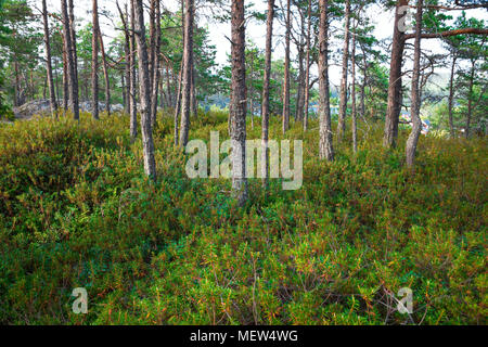 Ein Waldweg führt über felsigen Boden durch den Küstenwald in Schweden Kiefer Stockfoto