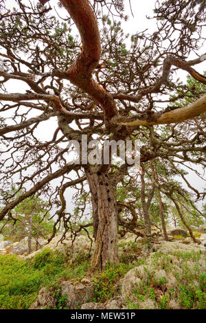 Eine knorrige alte Wetter - abgenutzte Pine Tree mit viel Spechthöhlen wächst auf einem Berg an der Küste der Ostsee in Schweden. Stockfoto