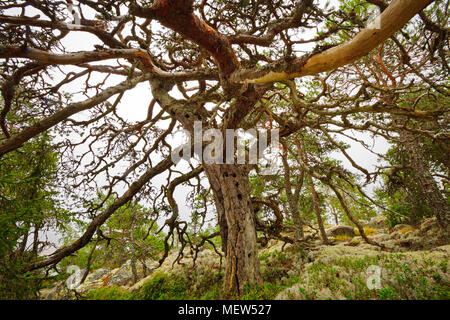 Eine knorrige alte Wetter - abgenutzte Pine Tree mit viel Spechthöhlen wächst auf einem Berg an der Küste der Ostsee in Schweden. Stockfoto