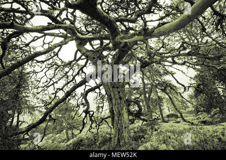 Eine knorrige alte Wetter - abgenutzte Pine Tree mit viel Spechthöhlen wächst auf einem Berg an der Küste der Ostsee in Schweden. Stockfoto