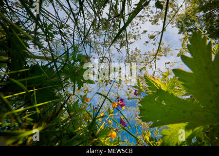 Wildblumen wachsen in einer Wiese gesehen von unten gegen den blauen Sommerhimmel. Stockfoto