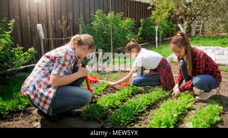 Junge Familie, Boden und Pflanzen Salat im Garten Stockfoto