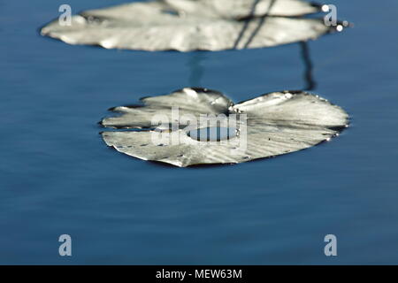 In der Nähe von Seerosen Blätter schwimmen auf einem See an einem sonnigen Sommertag Stockfoto