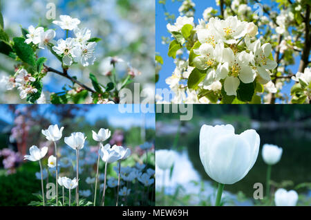 Collage aus schönen weißen Blumen im Garten Stockfoto