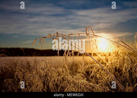 Frost bedeckt, verdorrte Gräser sind durch niedrige Winter Sonne beleuchtet. Stockfoto