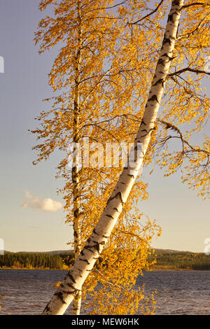 Im Herbst bunte Blätter der Birke sind im Wind flattern an einem sonnigen Morgen an einem See im südlichen Lappland. Stockfoto