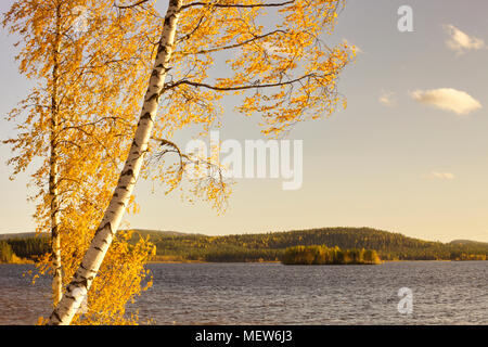 Im Herbst bunte Blätter der Birke sind im Wind flattern an einem sonnigen Morgen an einem See im südlichen Lappland. Stockfoto