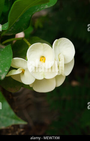 Nahaufnahme frische weiße Poi Sian Blumen auf Hintergrund Stockfoto