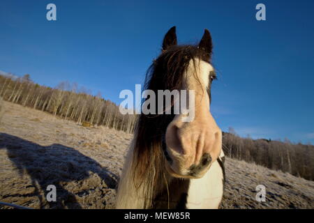 Porträt eines Tinker Pferd auf einem eisigen Weide. Stockfoto