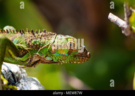 Schließen Sie ein Grüner Leguan, Iguana iguana, lebendigen Farben und kleinen Stacheln Marathon, Florida USA Stockfoto