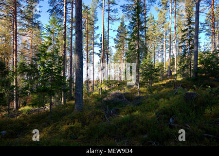 Berry Pflanzen wachsen auf dem Boden eines Weichholz Wald in Schweden Stockfoto