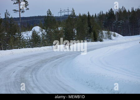 Rentiere sind über eine verschneite Land. Lane in Schwedisch Lappland Stockfoto