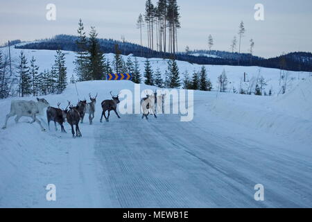 Rentiere sind über eine verschneite Land. Lane in Schwedisch Lappland Stockfoto