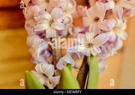 Zwei Delfter Blau Lily Hyacinthus orientalis Liliaceae mit weißen pentals Stockfoto