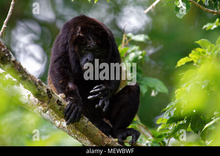 Ein männlicher Goldener Howler-Affe (Alouatta palliata palliata) schaut in die Kamera Stockfoto