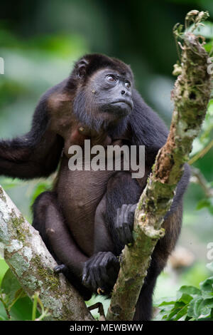 Ein weiblicher Goldener Heuler-Affe (Alouatta palliata palliata) schaut sich um und ruht auf einem Ast. Stockfoto