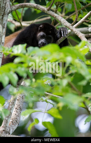 Ein Goldener Heuler-Affe (Alouatta palliata palliata) ruht im Foilage eines Baumes. Stockfoto