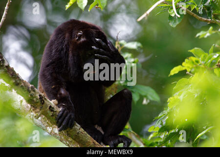 Ein männlicher Howler-Howler-Affe (Alouatta palliata palliata) stachelt seinen Kopf. Stockfoto