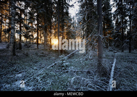 Die Wintersonne scheint durch Frost bedeckt Bäume in einem winterlichen Wald. Stockfoto