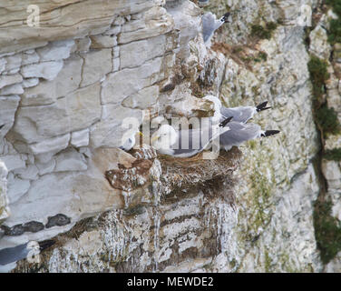 Dreizehenmöwe (Rissa tridactyla) auf den Klippen von BEMPTON RSPB Reservat, in der Nähe von Bridlington, East Yorkshire, England, UK. Stockfoto