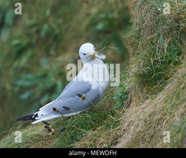 Dreizehenmöwe (Rissa tridactyla) auf den Klippen von BEMPTON RSPB Reservat, in der Nähe von Bridlington, East Yorkshire, England, UK. Stockfoto