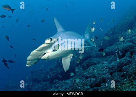 Bogenstirn-Hammerhai (Sphyrna lewini), Cocos Island, Costa Rica | Bogenstirn Hammerhai (Sphyrna lewini), Cocos Island, Costa Rica Stockfoto