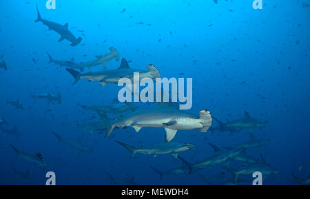 Bogenstirn-Hammerhai (Sphyrna lewini), Schwarm, Cocos Island, Costa Rica | Bogenstirn Hammerhai (Sphyrna lewini), Schule, Cocos Island, Costa Rica Stockfoto