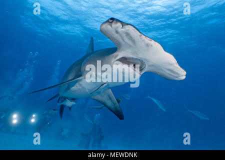 Der Große Hammerhai (Sphyrna mokarran), Maul offen, Bimini, Bahamas | großer Hammerhai (Sphyrna mokarran), offenen Mund, Bimini, Bahamas Stockfoto